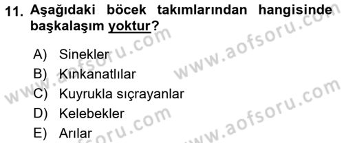 Entomoloji Dersi Ara Sınavı Deneme Sınav Soruları 11. Soru
