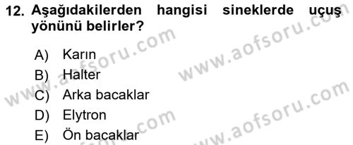 Entomoloji Dersi 2018 - 2019 Yılı (Vize) Ara Sınav Soruları 12. Soru