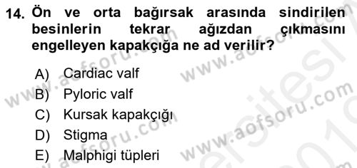 Entomoloji Dersi 2018 - 2019 Yılı (Vize) Ara Sınav Soruları 14. Soru