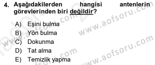 Entomoloji Dersi Ara Sınavı Deneme Sınav Soruları 4. Soru