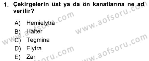 Entomoloji Dersi 2018 - 2019 Yılı (Final) Dönem Sonu Sınav Soruları 1. Soru