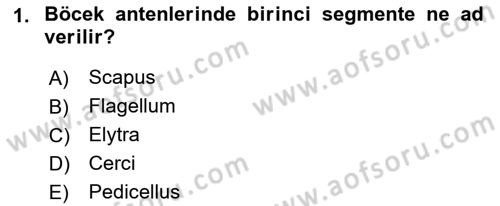 Entomoloji Dersi Ara Sınavı Deneme Sınav Soruları 1. Soru