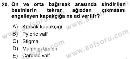 Entomoloji Dersi 2019 - 2020 Yılı (Vize) Ara Sınav Soruları 20. Soru