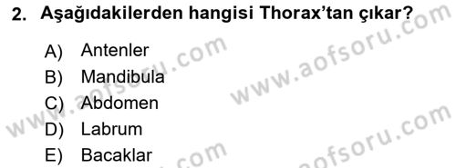 Entomoloji Dersi 2020 - 2021 Yılı Yaz Okulu Sınav Soruları 2. Soru
