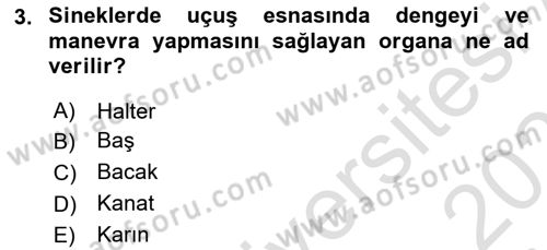Entomoloji Dersi 2020 - 2021 Yılı Yaz Okulu Sınav Soruları 3. Soru