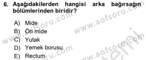 Entomoloji Dersi 2020 - 2021 Yılı Yaz Okulu Sınav Soruları 6. Soru