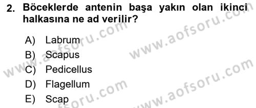 Entomoloji Dersi 2021 - 2022 Yılı (Vize) Ara Sınav Soruları 2. Soru
