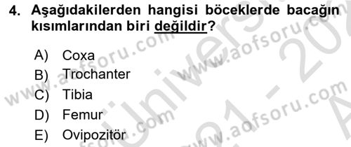 Entomoloji Dersi Ara Sınavı Deneme Sınav Soruları 4. Soru