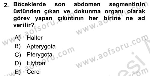 Entomoloji Dersi 2021 - 2022 Yılı Yaz Okulu Sınav Soruları 2. Soru