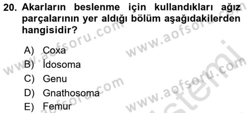 Entomoloji Dersi 2021 - 2022 Yılı Yaz Okulu Sınav Soruları 20. Soru