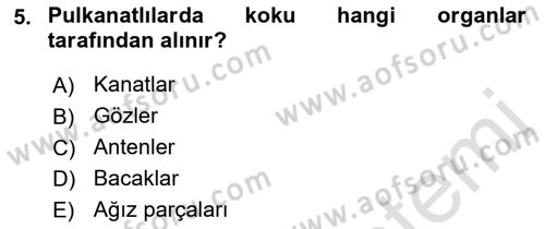 Entomoloji Dersi 2022 - 2023 Yılı (Vize) Ara Sınav Soruları 5. Soru