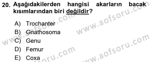 Entomoloji Dersi 2022 - 2023 Yılı (Final) Dönem Sonu Sınav Soruları 20. Soru
