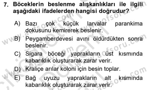 Entomoloji Dersi 2022 - 2023 Yılı (Final) Dönem Sonu Sınav Soruları 7. Soru