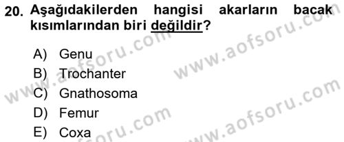 Entomoloji Dersi 2022 - 2023 Yılı Yaz Okulu Sınav Soruları 20. Soru
