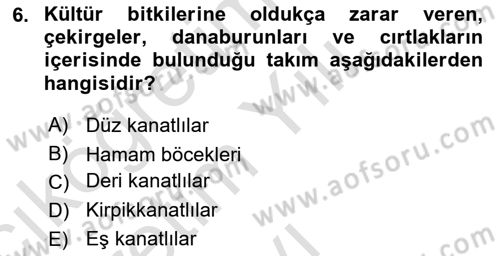 Entomoloji Dersi 2022 - 2023 Yılı Yaz Okulu Sınav Soruları 6. Soru