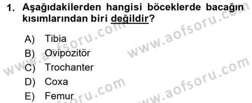Entomoloji Dersi 2023 - 2024 Yılı (Final) Dönem Sonu Sınav Soruları 1. Soru