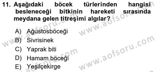 Entomoloji Dersi 2023 - 2024 Yılı Yaz Okulu Sınav Soruları 11. Soru