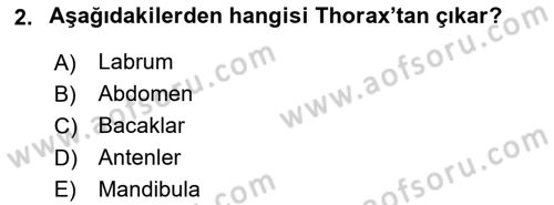 Entomoloji Dersi 2023 - 2024 Yılı Yaz Okulu Sınav Soruları 2. Soru
