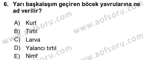 Entomoloji Dersi 2023 - 2024 Yılı Yaz Okulu Sınav Soruları 6. Soru