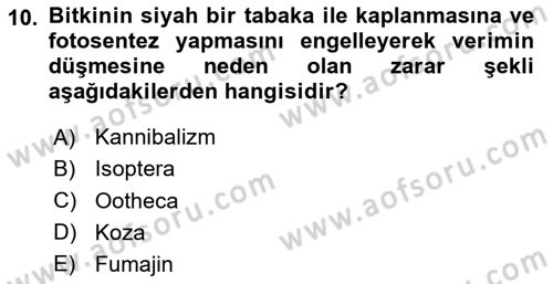 Entomoloji Dersi 2024 - 2025 Yılı (Vize) Ara Sınav Soruları 10. Soru