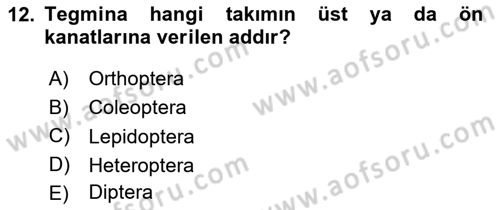 Entomoloji Dersi 2024 - 2025 Yılı (Vize) Ara Sınav Soruları 12. Soru