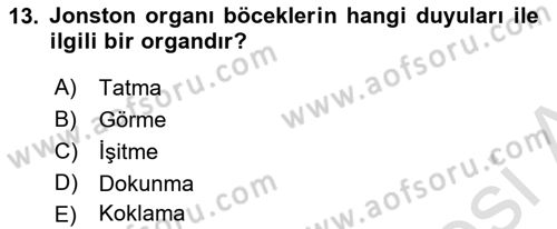 Entomoloji Dersi 2024 - 2025 Yılı (Vize) Ara Sınav Soruları 13. Soru