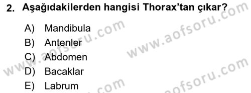 Entomoloji Dersi 2024 - 2025 Yılı (Vize) Ara Sınav Soruları 2. Soru