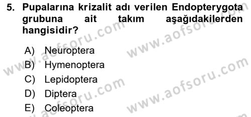 Entomoloji Dersi Ara Sınavı Deneme Sınav Soruları 5. Soru