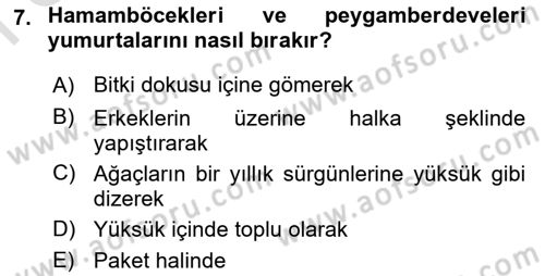 Entomoloji Dersi 2024 - 2025 Yılı (Final) Dönem Sonu Sınav Soruları 7. Soru