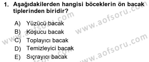Entomoloji Dersi 2024 - 2025 Yılı Yaz Okulu Sınav Soruları 1. Soru