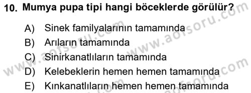 Entomoloji Dersi 2024 - 2025 Yılı Yaz Okulu Sınav Soruları 10. Soru