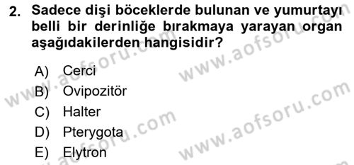 Entomoloji Dersi 2024 - 2025 Yılı Yaz Okulu Sınav Soruları 2. Soru