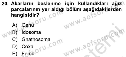 Entomoloji Dersi 2024 - 2025 Yılı Yaz Okulu Sınav Soruları 20. Soru