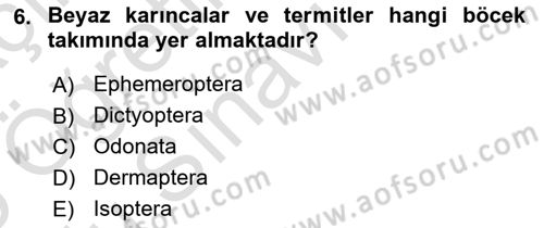 Entomoloji Dersi 2024 - 2025 Yılı Yaz Okulu Sınav Soruları 6. Soru