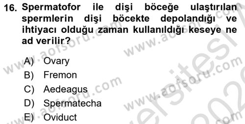 Entomoloji Dersi 2025 - 2026 Yılı (Vize) Ara Sınav Soruları 16. Soru