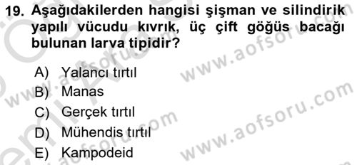 Entomoloji Dersi 2025 - 2026 Yılı (Vize) Ara Sınav Soruları 19. Soru