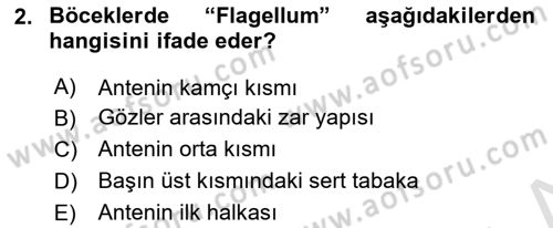 Entomoloji Dersi 2025 - 2026 Yılı (Vize) Ara Sınav Soruları 2. Soru