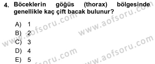 Entomoloji Dersi 2025 - 2026 Yılı (Vize) Ara Sınav Soruları 4. Soru
