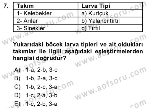 Entomoloji Dersi 2025 - 2026 Yılı (Vize) Ara Sınav Soruları 7. Soru