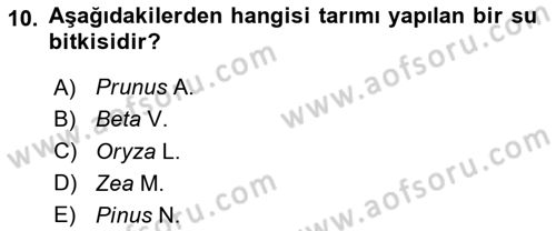 Bitki Su İlişkileri Dersi 2025 - 2026 Yılı (Final) Dönem Sonu Sınav Soruları 10. Soru