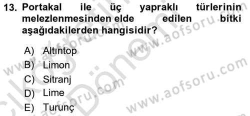Bahçe Tarımı Dersi 2024 - 2025 Yılı (Vize) Ara Sınav Soruları 13. Soru
