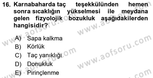 Bahçe Tarımı Dersi 2024 - 2025 Yılı (Vize) Ara Sınav Soruları 16. Soru