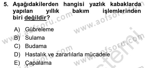 Bahçe Tarımı Dersi 2024 - 2025 Yılı (Final) Dönem Sonu Sınav Soruları 5. Soru