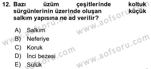 Bahçe Tarımı Dersi 2024 - 2025 Yılı Yaz Okulu Sınav Soruları 12. Soru