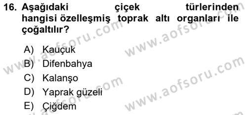 Bahçe Tarımı Dersi 2024 - 2025 Yılı Yaz Okulu Sınav Soruları 16. Soru
