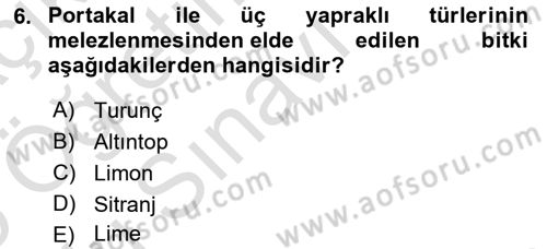 Bahçe Tarımı Dersi 2024 - 2025 Yılı Yaz Okulu Sınav Soruları 6. Soru