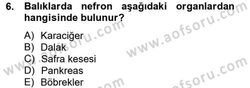 Balık Yetiştiriciliği Dersi 2013 - 2014 Yılı Tek Ders Sınav Soruları 6. Soru