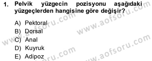 Balık Yetiştiriciliği Dersi 2014 - 2015 Yılı Tek Ders Sınav Soruları 1. Soru