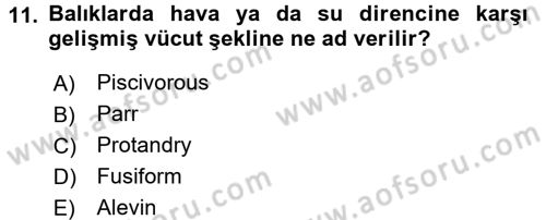 Balık Yetiştiriciliği Dersi 2016 - 2017 Yılı 3 Ders Sınav Soruları 11. Soru