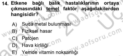 Balık Yetiştiriciliği Dersi 2016 - 2017 Yılı 3 Ders Sınav Soruları 14. Soru